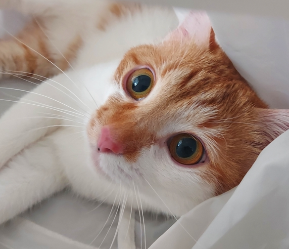 Kocour s jménem Yoko ležící v tunelu.